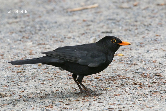 Amsel (Turdus merula)